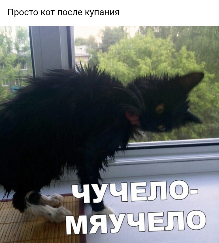 Просто кот после купания ИЯ