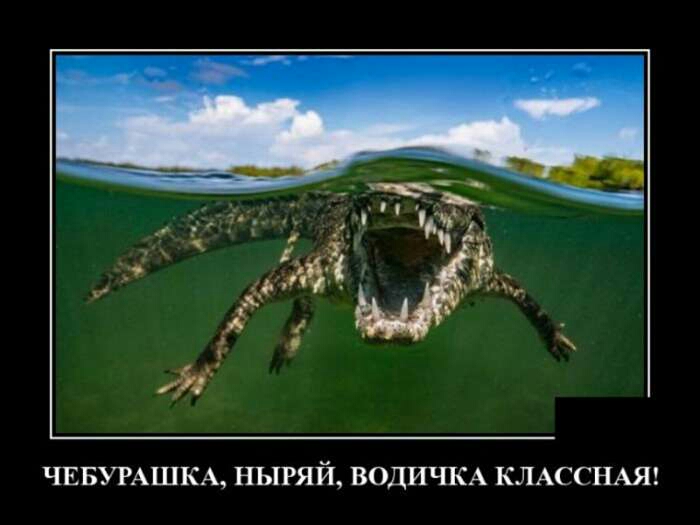 ЧЕБУРАШКА НЫРЯЙ ВОДИЧКА КЛАССНАЯ