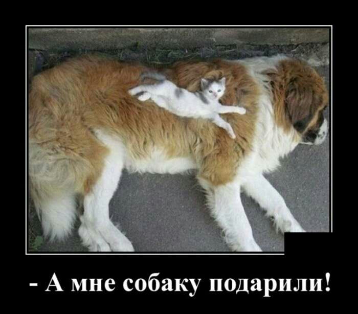 А мне собаку подарили
