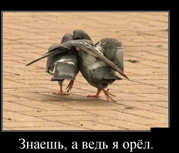 Знаешь ведь я орёл