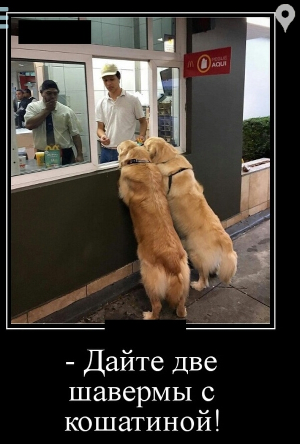Дайте Две шавермы с кошатиной