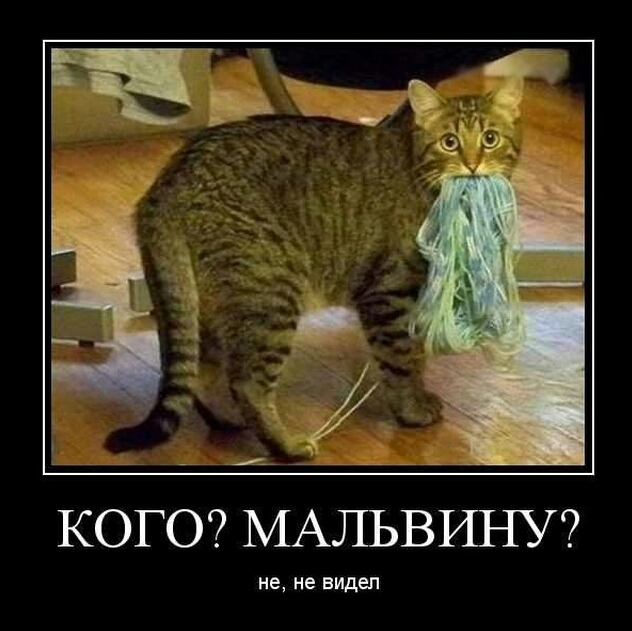 __А КОГО МАЛЬВИНУ не не видеп