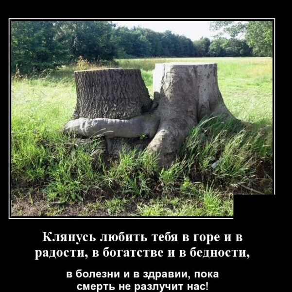 Клянусь любить тебя в горе и в радости в богатстве и в бедности в болезни и в здравии пока смерть не разлучит нас