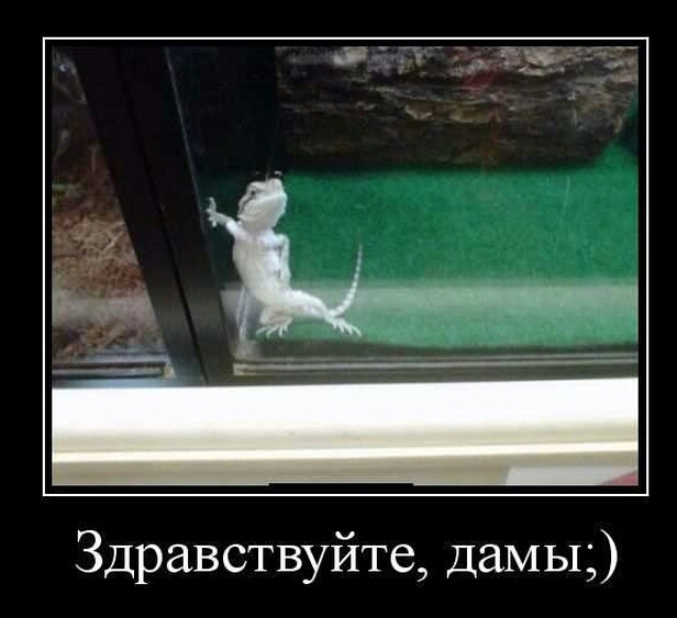 Здравствуйте дамьц