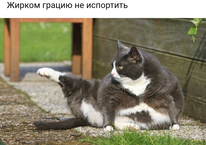 Жирком грацию не испортить