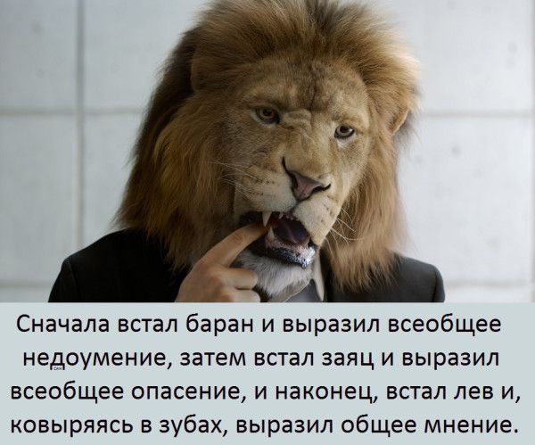 Сначала встал баран и выразил всеобщее недоумение, затем встал заяц и выразил всеобщее опасение, и, наконец, встал лев и, ковыряясь в зубах, выразил общее мнение.