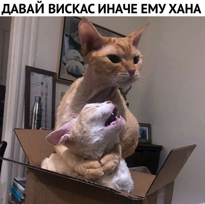 ДАВАЙ ВИСКАС ИНАЧЕ ЕМУ ХАНА