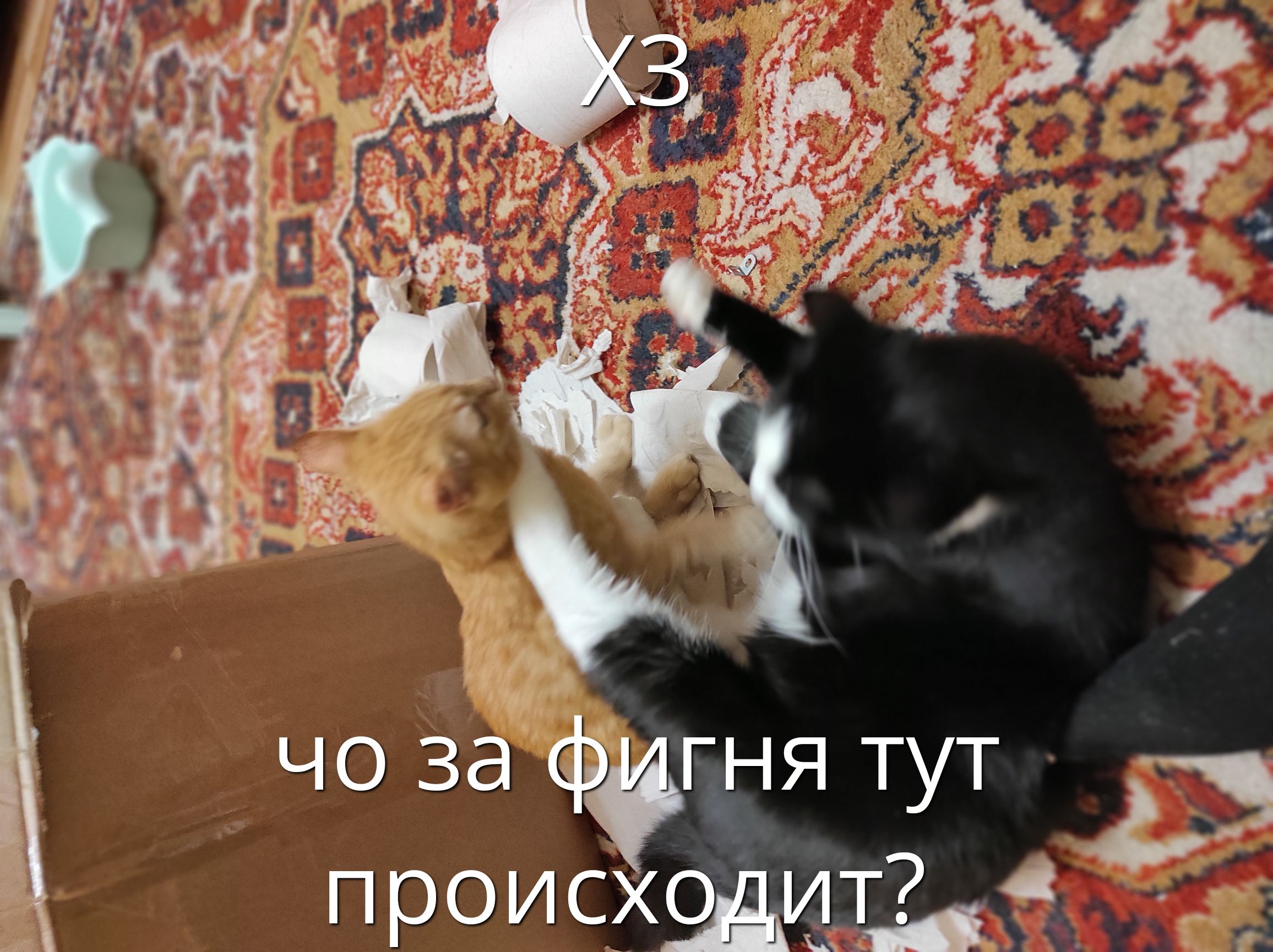 чо заФитня тут происходит