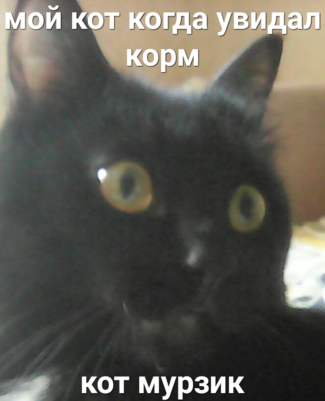 гг ногти узи ГЦ хоры кот мурзик