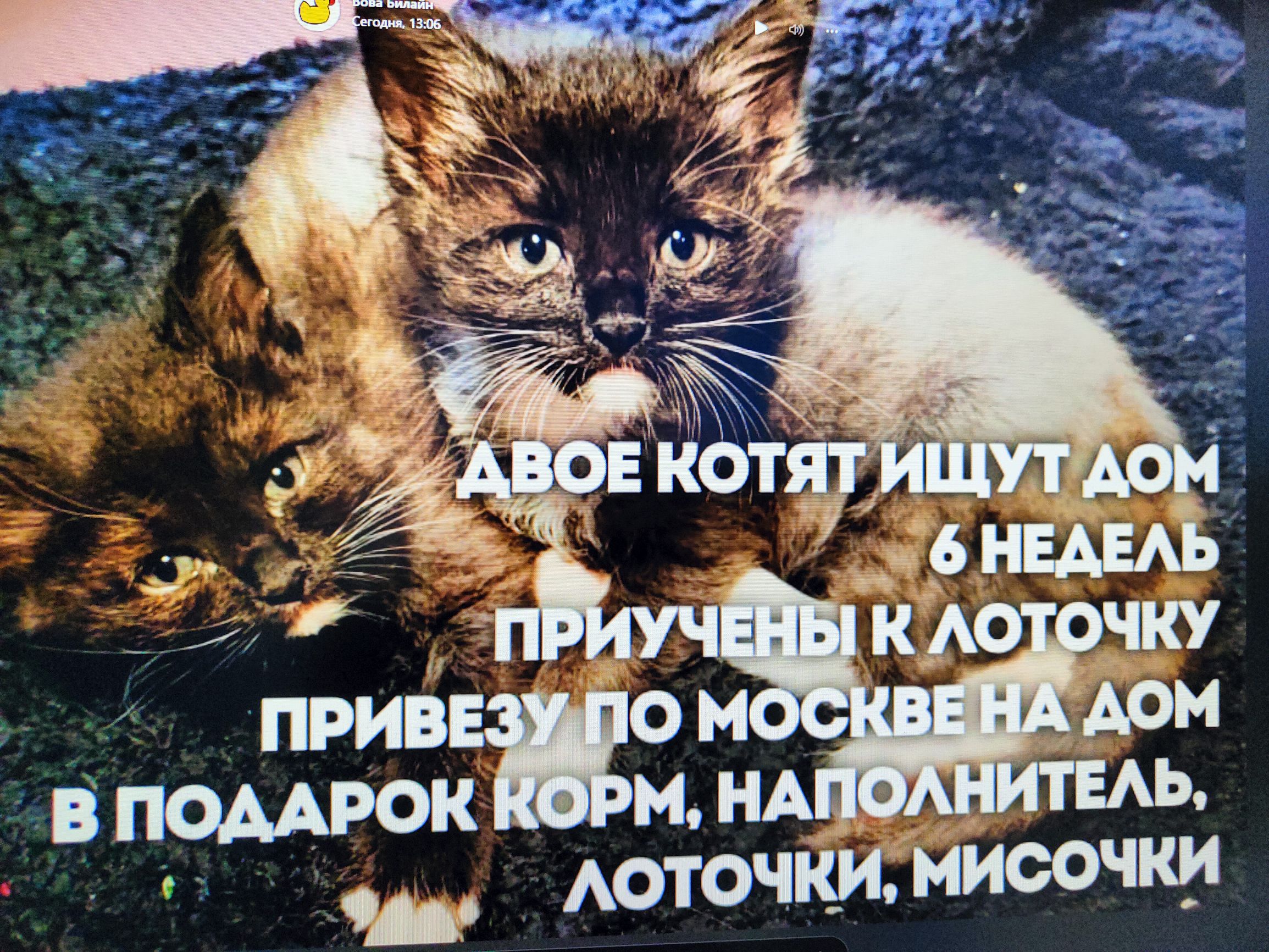 Двое котят ищут дом 6 недель привычены к лоточке привезу по Москве на дом в подарок корм, наполнитель, лоточкй, мисочки