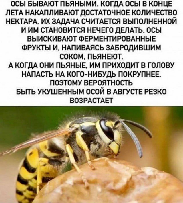 Осы бывают пьяными. Когда осы в конце лета накапливают достаточное количество нектара, их задача считается выполненной и им становится нечего делать. Осы выискивают ферментированные фрукты и, напиваясь забродившим соком, пьянеют. А когда они пьяные, им приходит в голову напасть на кого-нибудь покрупнее. Поэтому вероятность быть укушенным осью в августе резко возрастает.