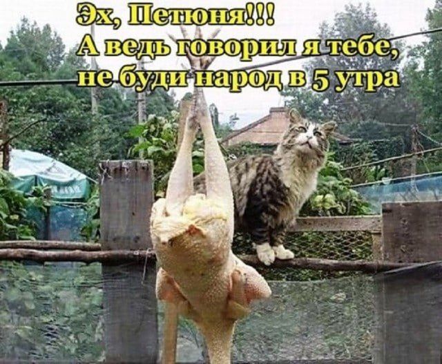Эх, Петюня!!! А ведь говорил я тебе, не буди народ в 5 утра