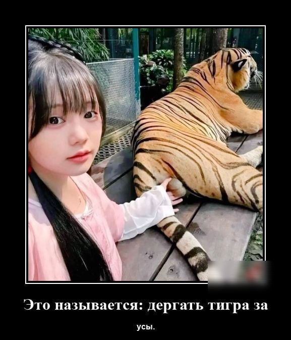 Это называется: дергать тигра за усы.