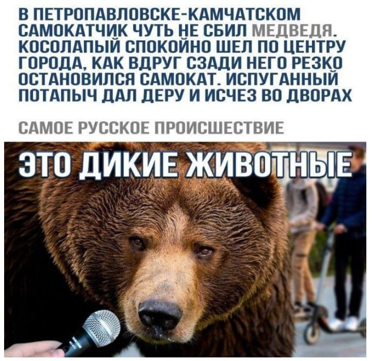 в петропавловске-камчатском самокатчик чуть не сбил медведя. косолапый спокойно шёл по центру города, как вдруг сзади него резко остановился самокат. испуганный потапыч дал деру и исчез во дворах

самое русское происшествие

ЭТО ДИКИЕ ЖИВОТНЫЕ