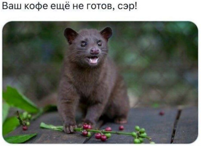 Ваш кофе ещё не готов, сэр!
