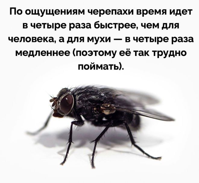 По ощущениям черепахи время идёт в четыре раза быстрее, чем для человека, а для мухи — в четыре раза медленнее (поэтому её так трудно поймать).