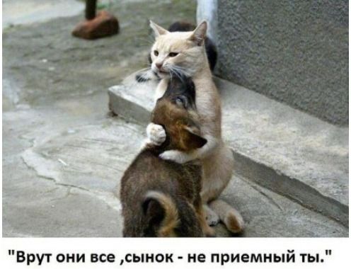 Врут они все, сынок - не приемный ты.