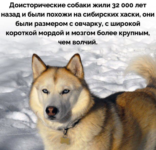 Доисторические собаки жили 32 000 лет назад и были похожи на сибирских хаски, они были размером с овчарку, с широкой короткой мордой и мозгом более крупным, чем волчий.