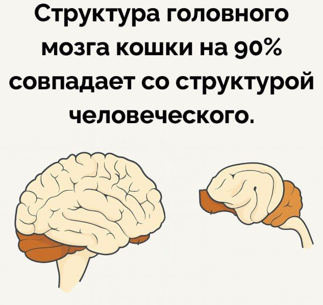 Структура головного мозга кошки на 90% совпадает со структурой человеческого.