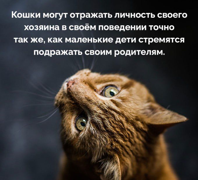 Кошки могут отражать личность своего хозяина в своём поведении точно так же, как маленькие дети стремятся подражать своим родителям.