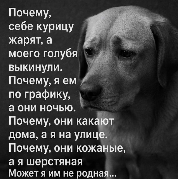 Почему, себе курицу жарят, а моего голубя выкинули.
Почему, я ем по графику, а они ночью.
Почему, они какают дома, а я на улице.
Почему, они кожаные, а я шерстяная.
Может я им не родная...