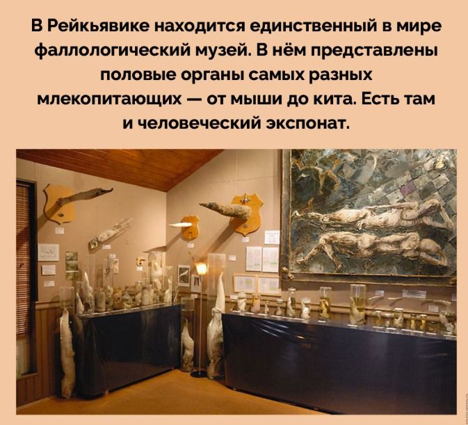 В Рейкьявике находится единственный в мире фаллологический музей. В нём представлены половые органы самых разных млекопитающих — от мыши до кита. Есть там и человеческий экспонат.