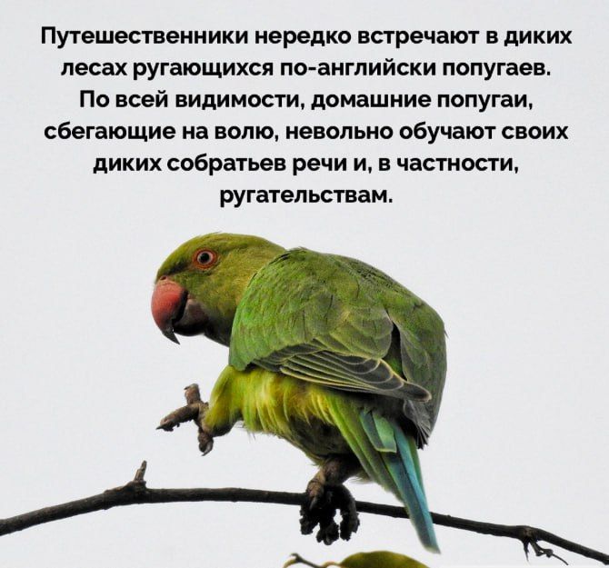 Путешественники нередко встречают в диких лесах ругающихся по-английски попугаев. По всей видимости, домашние попугаи, сбегающие на волю, невольно обучают своих диких собратьёв речи и, в частности, ругательствам.