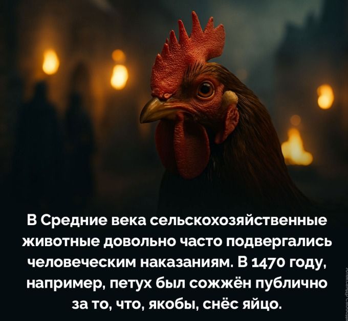 В Средние века сельскохозяйственные животные довольно часто подвержались человеческим наказаниям. В 1470 году, например, петух был сожжён публично за то, что якобы, снёс яйцо.
