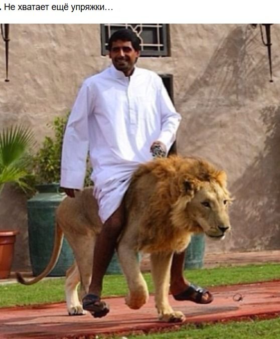 Не хватает ещё упряжки…