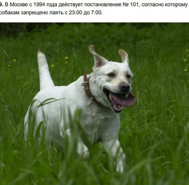 В Москве с 1994 года действует постановление № 101, согласно которому собакам запрещено лаять с 23:00 до 7:00.