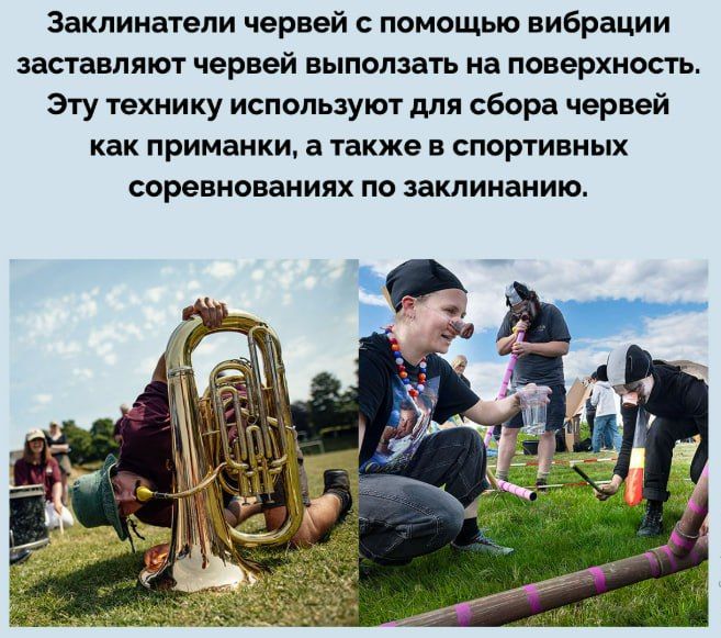 Заклинатели червей с помощью вибрации заставляют червей выполнять на поверхность. Эту технику используют для сбора червей как приманки, а также в спортивных соревнованиях по заклинанию.