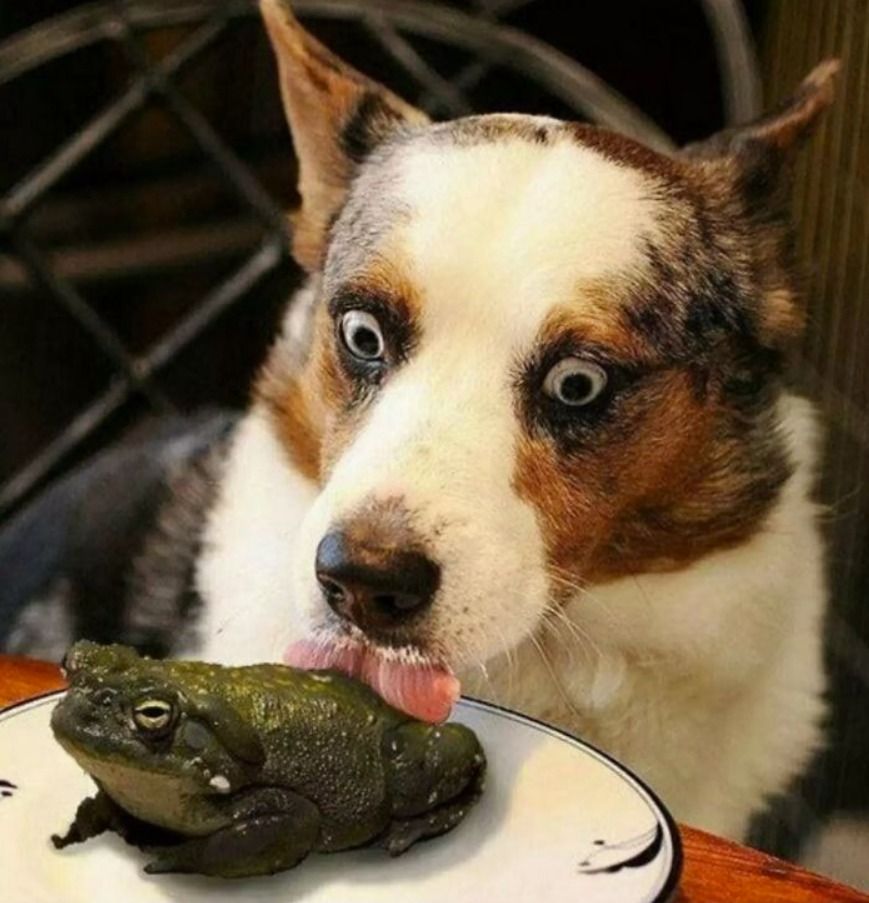 Собака с удивлённым взглядом лижет лягушку на тарелке