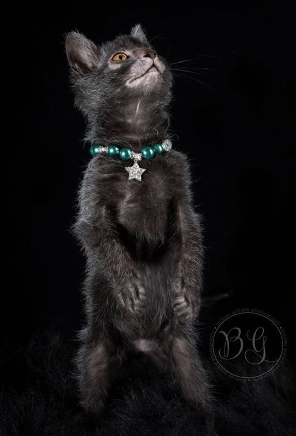 Черный котенок стоит на задних лапках в украшенном бирюзовом ошейнике с подвеской-звездой