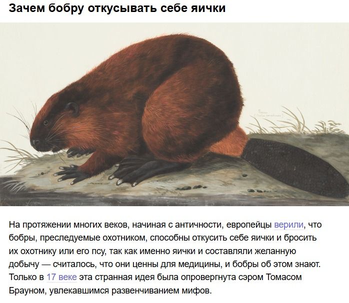 Зачем бобру откусывать себе яйца. На протяжении многих веков, начиная с античности, европейцы верили, что бобры, преследуемые охотником, способны откусить себе яйца и бросить их охотнику или его песу, так как именно яйца составлявали желанную добычу. Только в 17 веке эта странная идея была опровергнута Томасом Брауном.