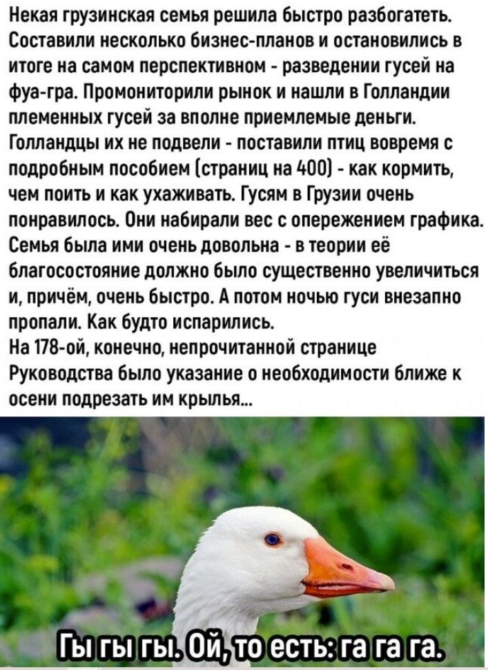 Некая грузинская семья решила быстро разбогатеть. Составили планы и выбрали разведение гусей на фуа-гра. Нашли в Голландии племенных гусей за приемлемые деньги. Голландцы поставили птиц вовремя и дали пособие, как кормить и ухаживать. Гуси в Грузии понравились, набирали вес. Но ночью гуси внезапно пропали, как испарились. На странице руководства указано ближе к осени подрезать им крылья... Гыгыгы, ой, то есть: га га га.
