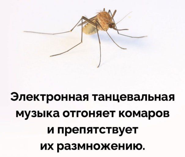 Электронная танцевальная музыка отгоняет комаров и препятствует их размножению.
