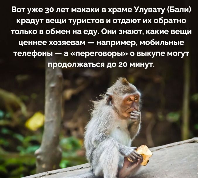 Вот уже 30 лет макаки в храме Улувату (Бали) крадут вещи туристов и отдают их обратно только в обмен на еду. Они знают, какие вещи ценнее хозяевам — например, мобильные телефоны — а «переговоры» о выкупе могут продолжаться до 20 минут.