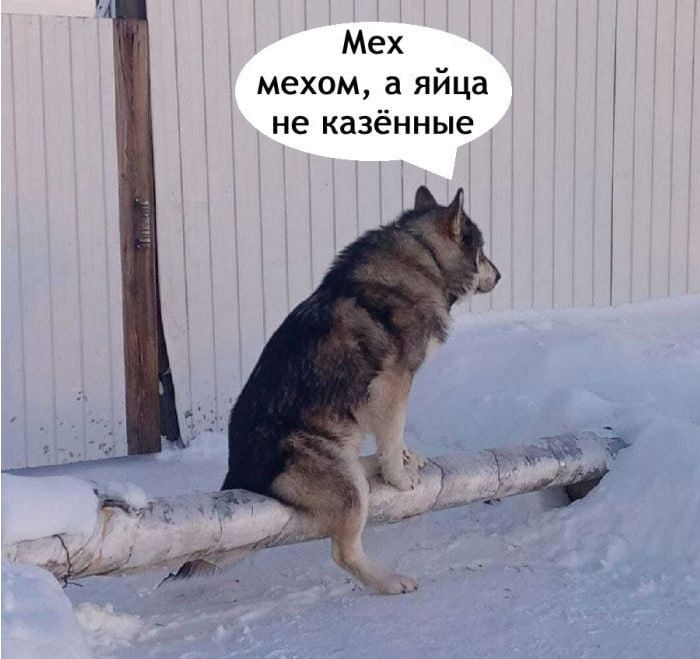 Мех мехом, а яйца не казённые