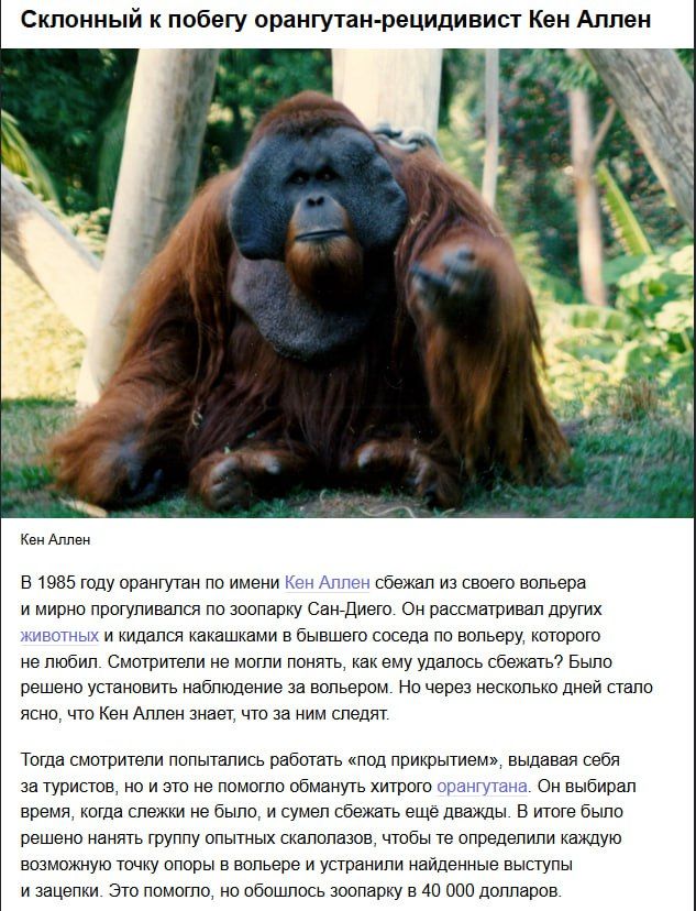 Склонный к побегу орангутанг-рецидивист Кен Аллен. В 1985 году орангутанг по имени Кен Аллен сбежал из своего вольера и мирно прогуливался по зоопарку Сан-Диего. Он рассматривал окружающих животных и вызывал улыбку зрителей; смотрители пытались понять, как ему удалось сбежать.