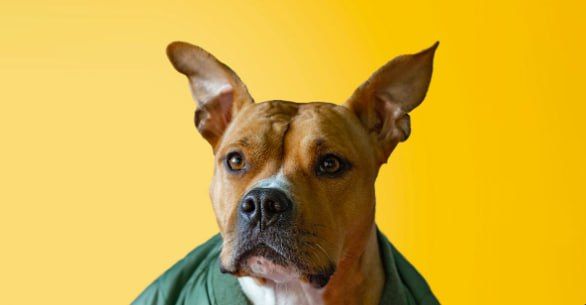 Собака на ярком желтом фоне, крупный портрет