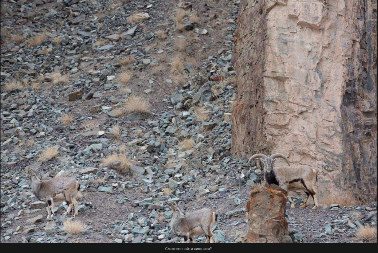 Группа диких козьих животных на камнистом склоне возле скалы