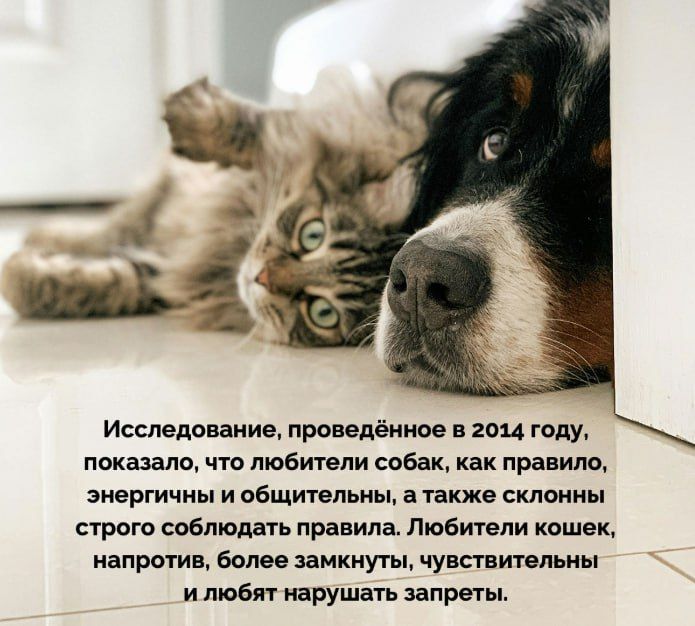 Исследование, проведённое в 2014 году, показало, что любители собак, как правило, энергичны и общительны, а также склонны строго соблюдать правила. Любители кошек, напротив, более замкнуты, чувствительны и любят нарушать запреты.