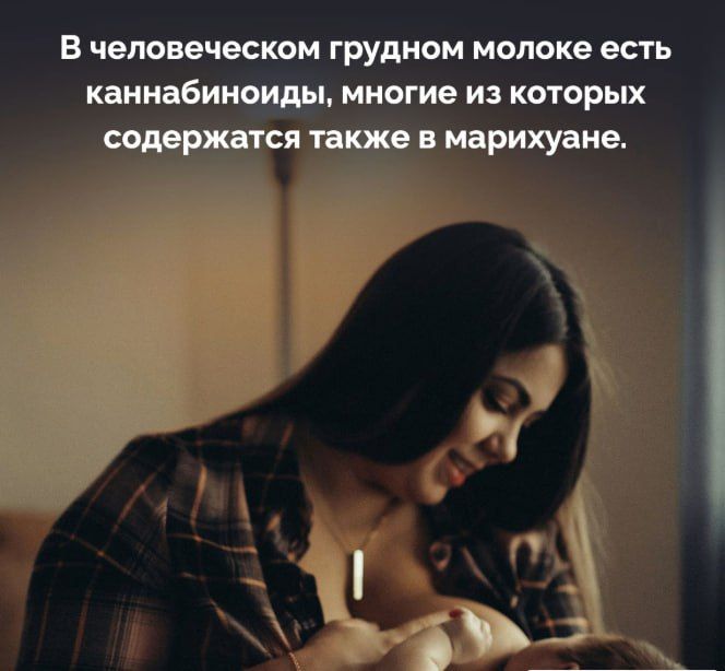 В человеческом грудном молоке есть каннабиноиды, многие из которых содержатся также в марихуане.