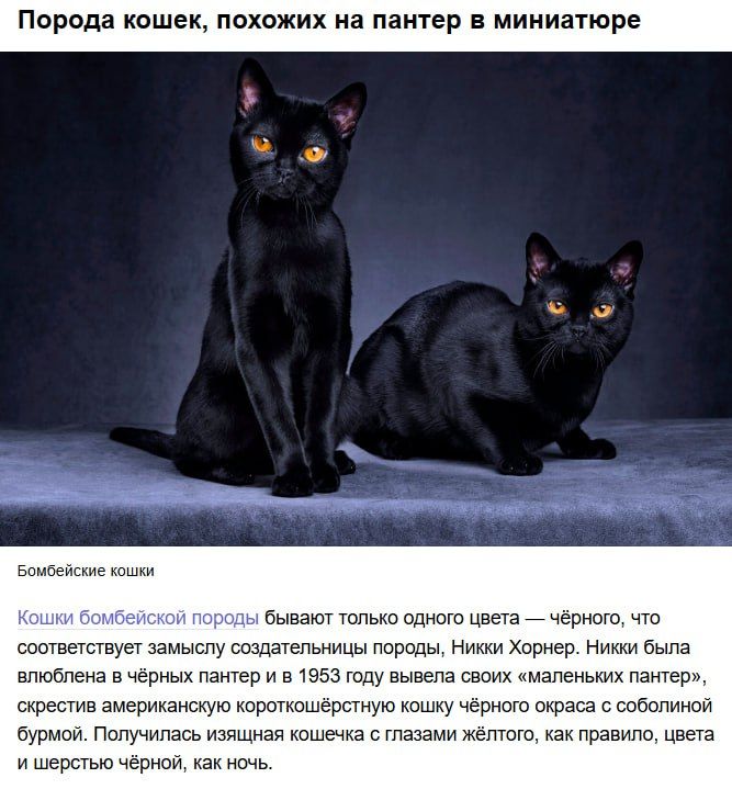 Порода кошек, похожих на пантер в миниатюре
Бомбейские кошки
Кошки бомбейской породы бывают только одного цвета — чёрного, что соответствует замыслу создательницы породы, Ники Хорнер. Никки была влюблена в чёрный пантер и в 1953 году вывела своих маленьких пантер, скрестив американскую короткошерстную кошку чёрного окраса с обобычной бурунной. Получилась изящная кошечка с глазами жёлтого цвета, как правило, цвета и шерстью чёрной, как ночь.