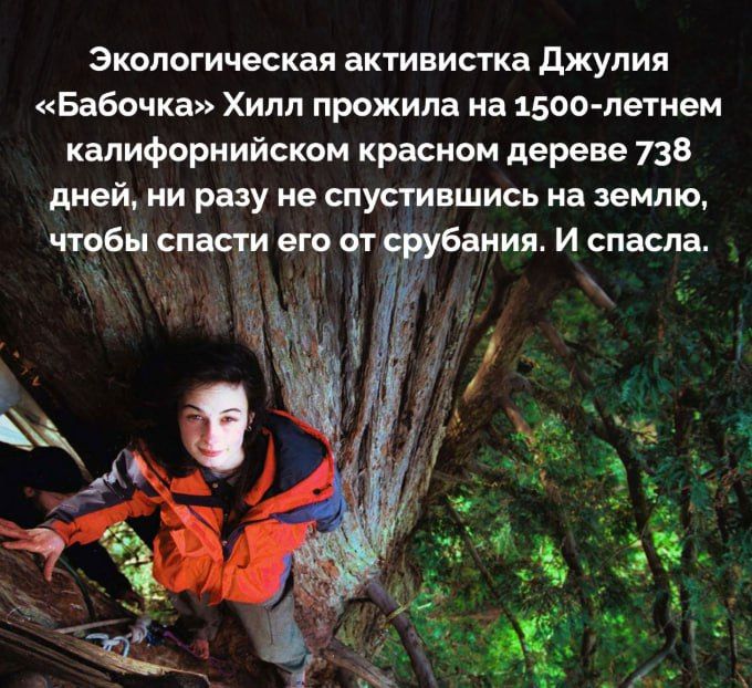 Экологическая активистка Джулия «Бабочка» Хилл прожила на 1500-летнем калифорнийском красном дереве 738 дней, ни разу не спустившись на землю, чтобы спасти его от срубивания. И спасла.