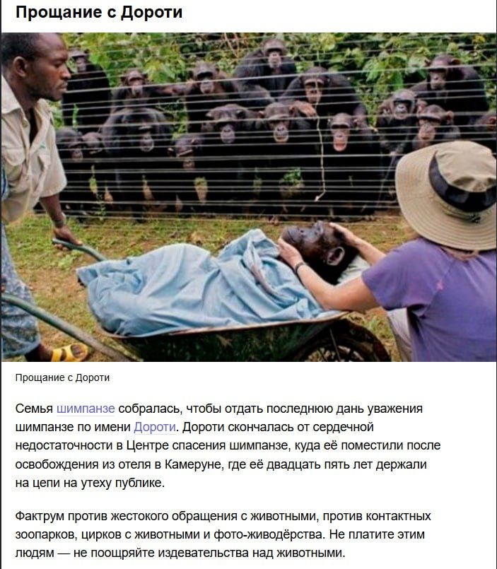 Прощание с Doroti
Семья шимпанзе собралась, чтобы отдать последний дань уважения шимпанзе по имени Дороти. Дороти скончалась от сердечной недостаточности в Центре спасения шимпанзе, куда её поместили после освобождения из отеля в Камерунe, где её двадцать пять лет держали на цепи на цепи. Фактурм против жестокого обращения с животными, против контактов зоопарков, цирков с животными и фото-живодёрства. Не платите этим людям — не поощряйте издевательства над животными.