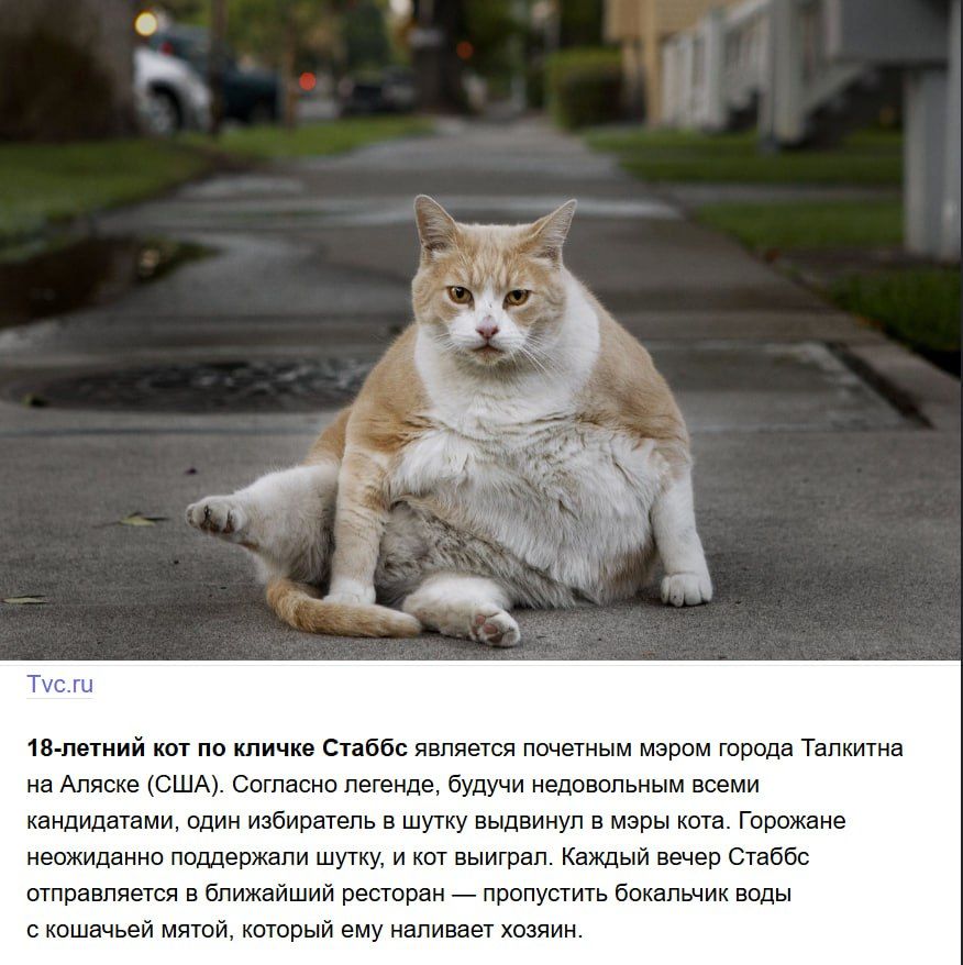 18-летний кот по кличке Стаббс является почетным мэром города Та lkитна на Аляске (США). Согласно легенде, будучи недовольным всеми кандидатами, один избранитель в шутку выдвинулся в мэры кота. Горожане неожиданно поддержали шутку, и кот выиграл. Каждый месяц Стаббс отправляется в ближайший ресторан — пропускать бокальки воды с кошачьей мятой, который ему наливает хозяин.