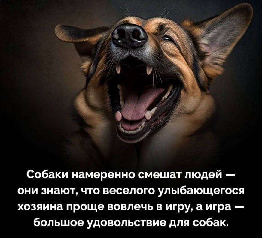 Собаки намеренно смешат людей — они знают, что веселого улыбающегося хозяина проще вовлечь в игру, а игра — большое удовольствие для собак.