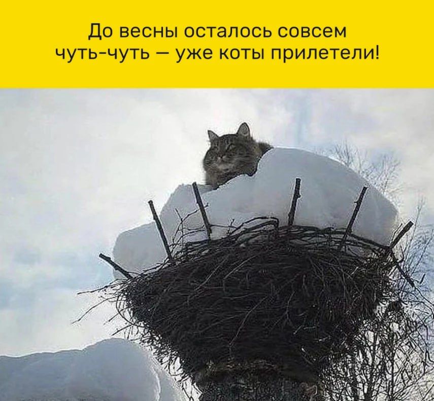 До весны осталось совсем чуть-чуть — уже коты прилетели!