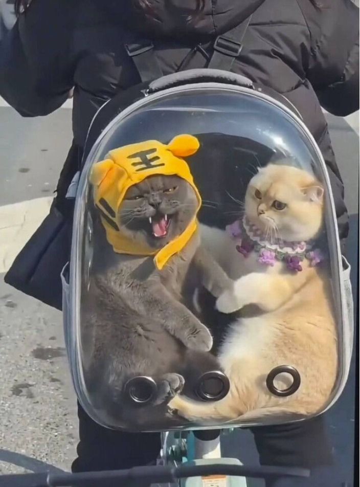 На шапке серого кота виден иероглиф '王', означающий 'король'.